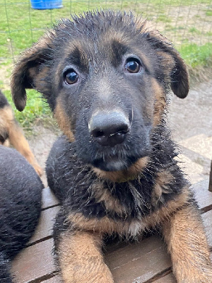 CHIOT