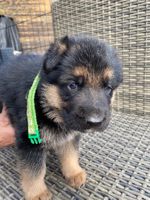 CHIOT
