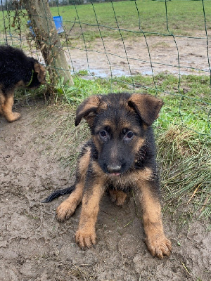 CHIOT