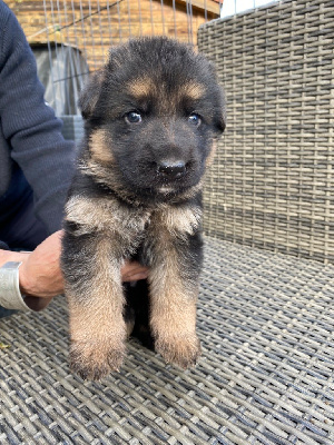 CHIOT
