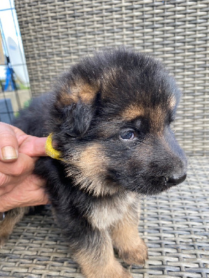 CHIOT