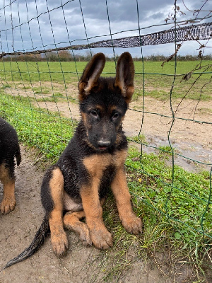 CHIOT