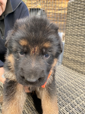 CHIOT